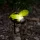 Garden Of Eden Leszúrható szolár lámpa - méhecske - 8 x 7,5 x 14,5 cm - Fehér LED (11752)