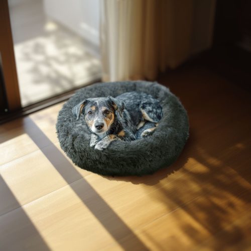 Yummie Kutyafekhely - kör - "XL" méret - 80 cm - szürke (60041C)