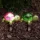 Garden Of Eden Leszúrható szolár - teknősbéka - fehér LED - 10 x 6 x 15 cm (11751B)